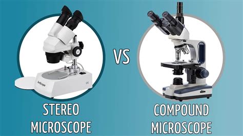 stereo microscope vs compound microscope.